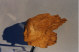 Capelli al vento